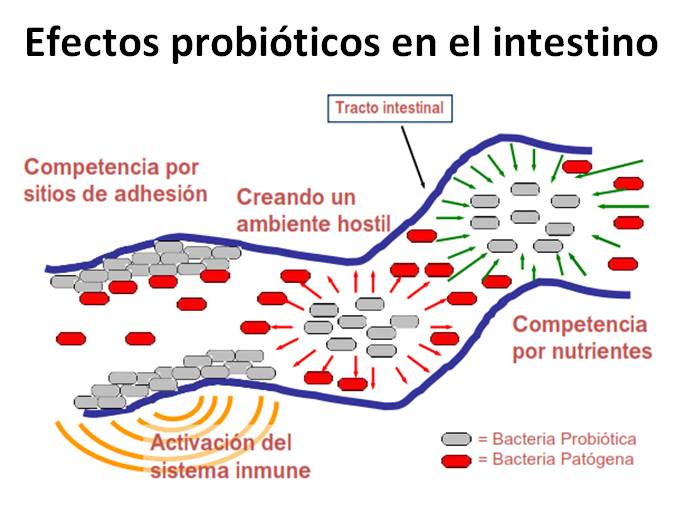 Efectos de los probióticos en el intestino